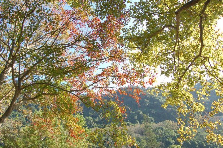 石門楓紅很差