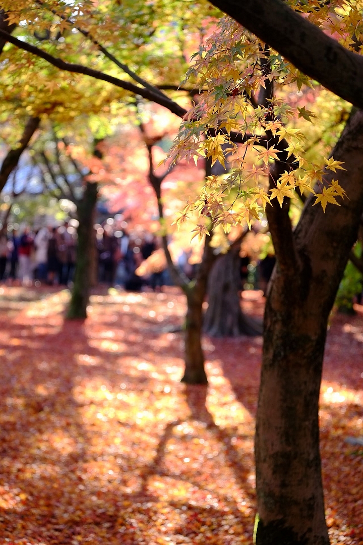 2016 京都賞楓 XE2+16mm 1.4 & XE1+55-200mm