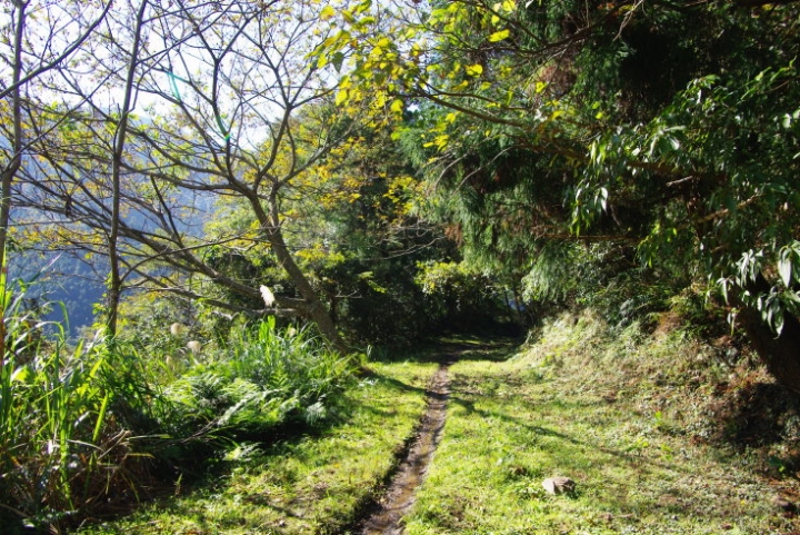 羅山林道