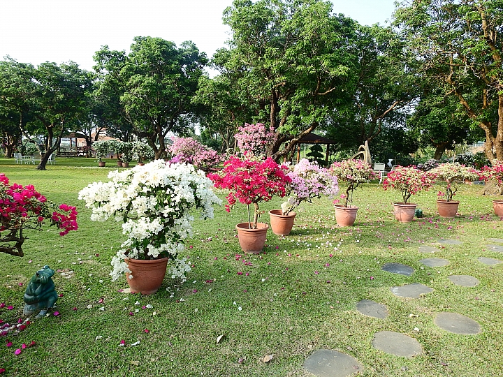 虎頭埤林家園藝：在滿園美麗九重葛圍繞下，享受好咖啡，閒情一下午。