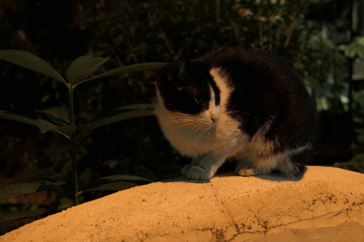 [開箱]：巧匠之作的Lumix LX10