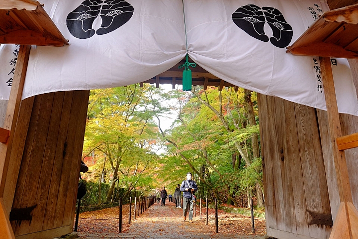 2016 京都賞楓 XE2+16mm 1.4 & XE1+55-200mm