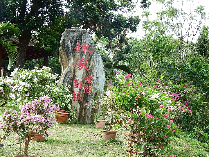 虎頭埤林家園藝：在滿園美麗九重葛圍繞下，享受好咖啡，閒情一下午。