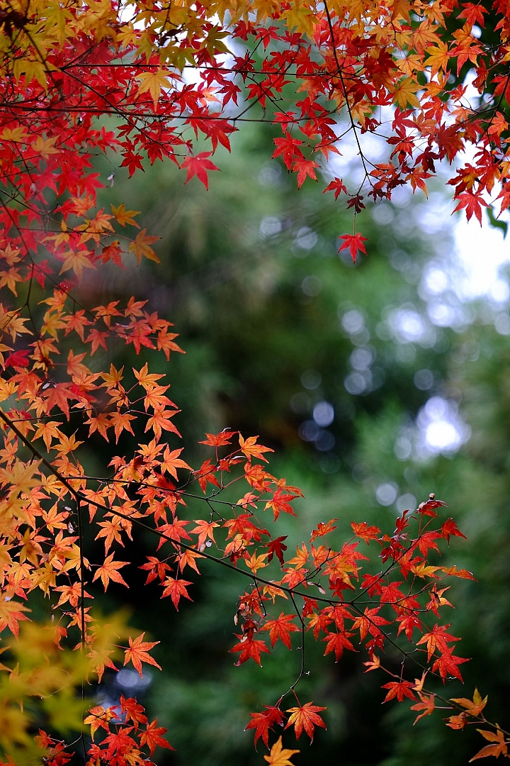 2016 京都賞楓 XE2+16mm 1.4 & XE1+55-200mm