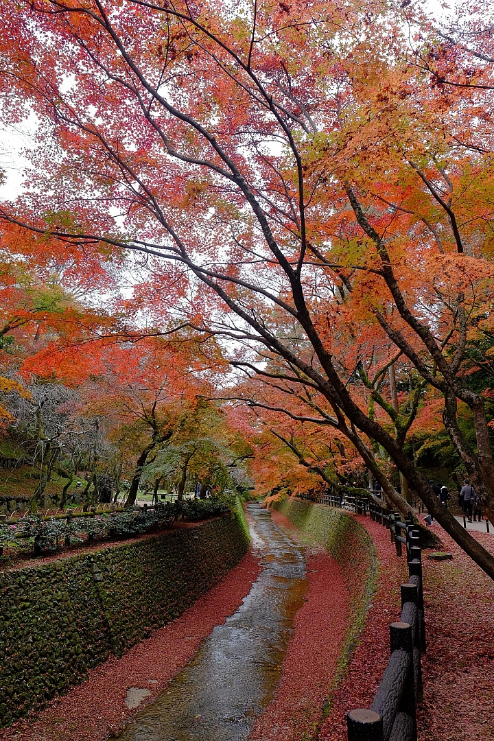 2016 京都賞楓 XE2+16mm 1.4 & XE1+55-200mm