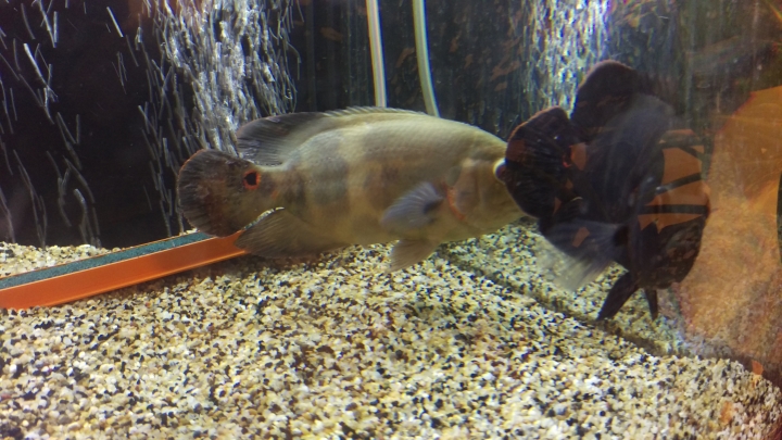 請問魚生病了嗎？