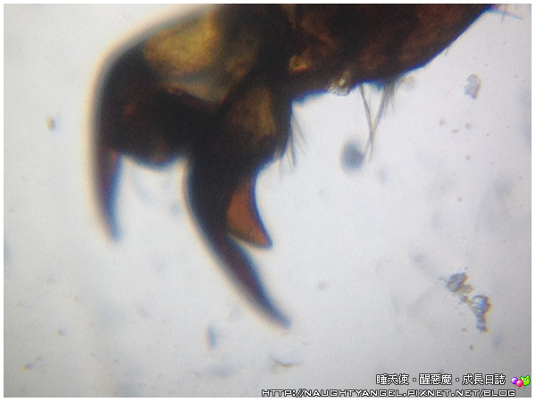 激推「uHandy行動顯微鏡」把大自然當教室，讓孩子成為微小世界的探險家