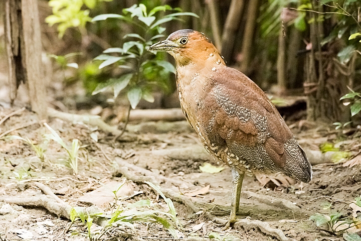 請問這是什麼鳥？