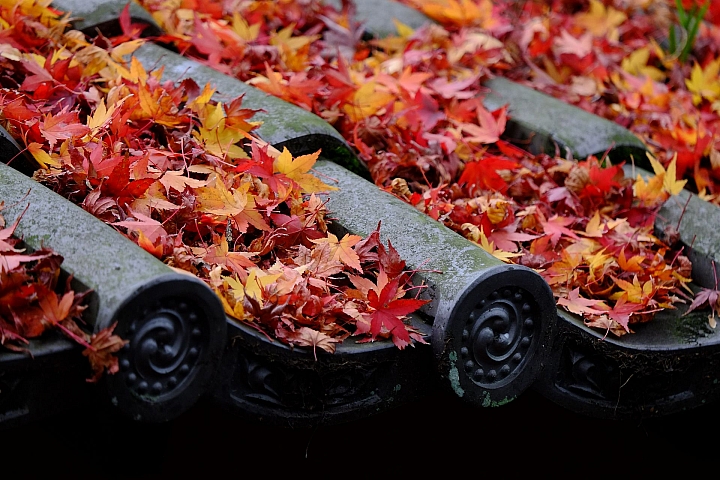 2016 京都賞楓 XE2+16mm 1.4 & XE1+55-200mm
