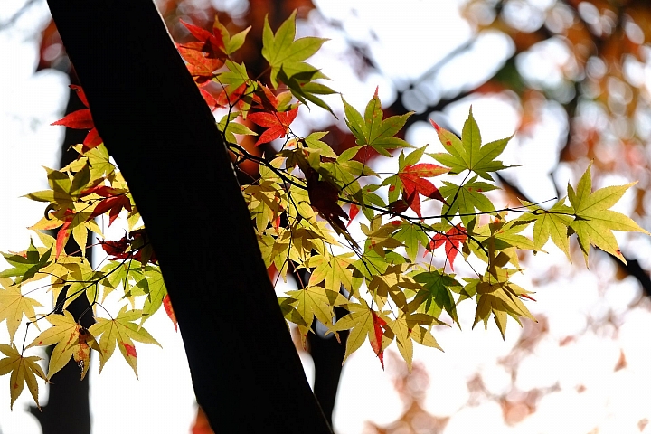 2016 京都賞楓 XE2+16mm 1.4 & XE1+55-200mm