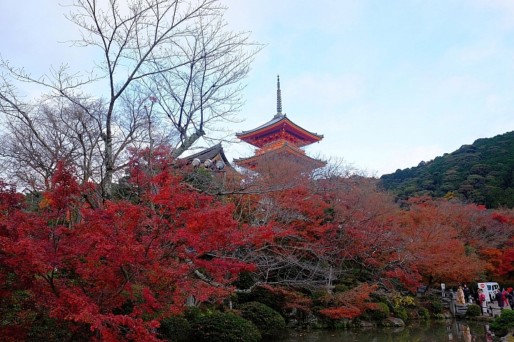 2016 京都賞楓 XE2+16mm 1.4 & XE1+55-200mm