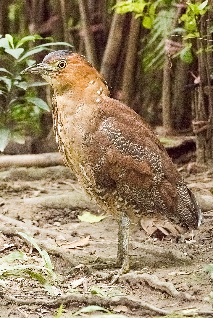 請問這是什麼鳥？