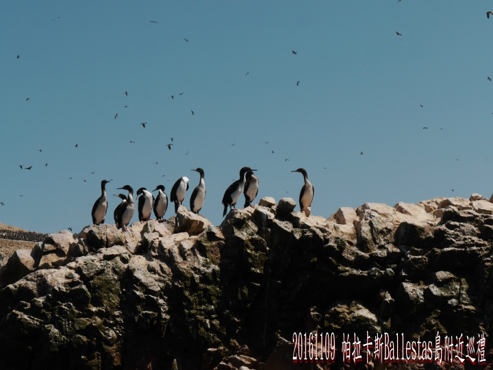20161109 南美秘魯玻利維亞19日遊05-訪Ballestas鳥島