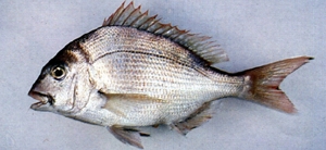 加魶魚 嘉鱲魚  Pagrus major那裡可以買到