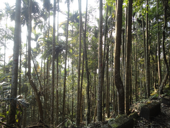 「神鵝瞎旅」(下)之 集集大山 老頭 〝踏去當〞。