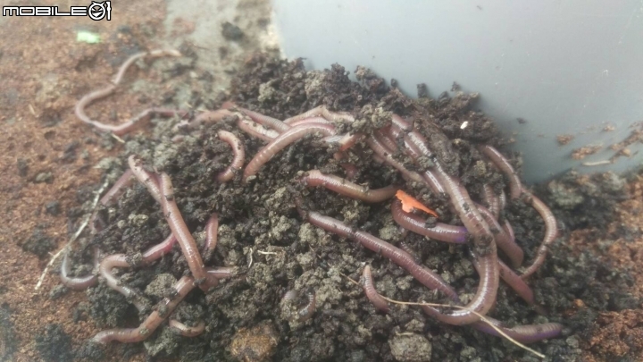蚓菜共生廚餘桶DIY製作與圖文分享