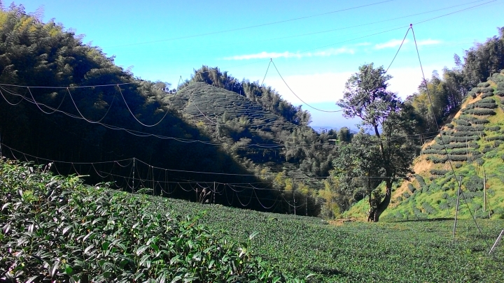 鐵腿之旅-八卦茶園+梯子吊橋(應老頭要求，作了一份圖片解說版)