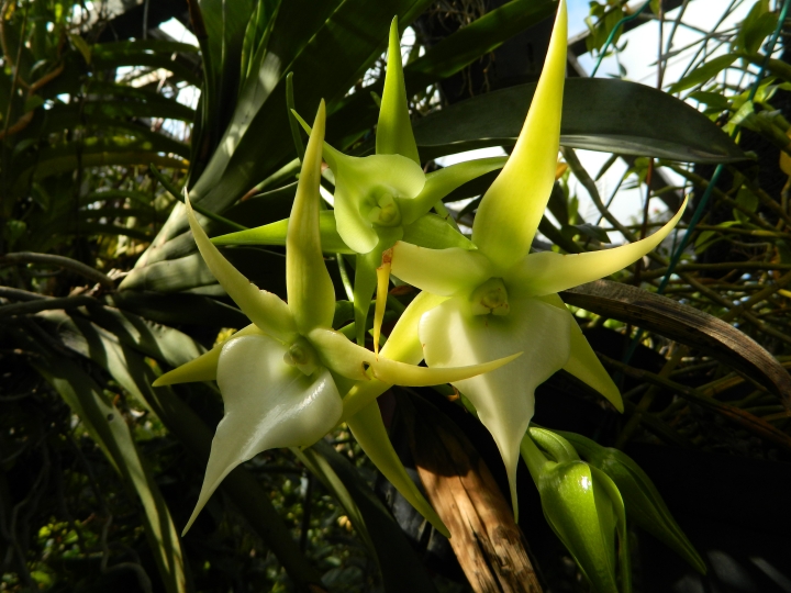 我們的空中花園