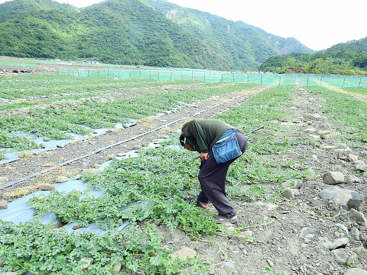 知道西瓜怎麼長大嗎？它們都是獨生子女。
