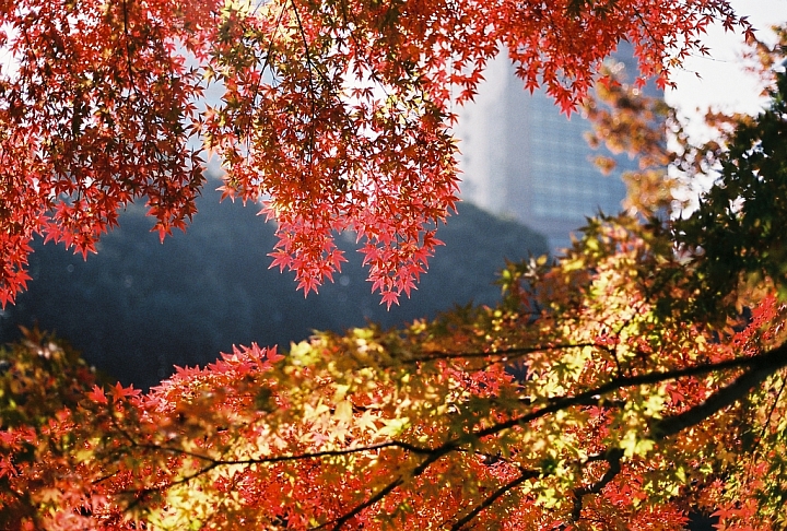 帶著底片去旅行-楓東京
