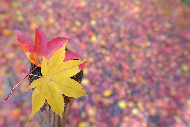2016 京都賞楓 XE2+16mm 1.4 & XE1+55-200mm