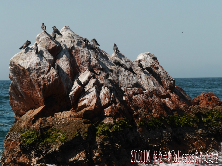 20161109 南美秘魯玻利維亞19日遊05-訪Ballestas鳥島