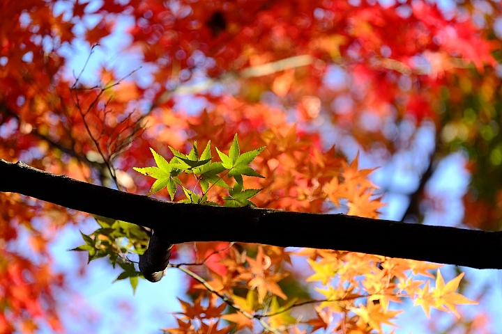2016 京都賞楓 XE2+16mm 1.4 & XE1+55-200mm
