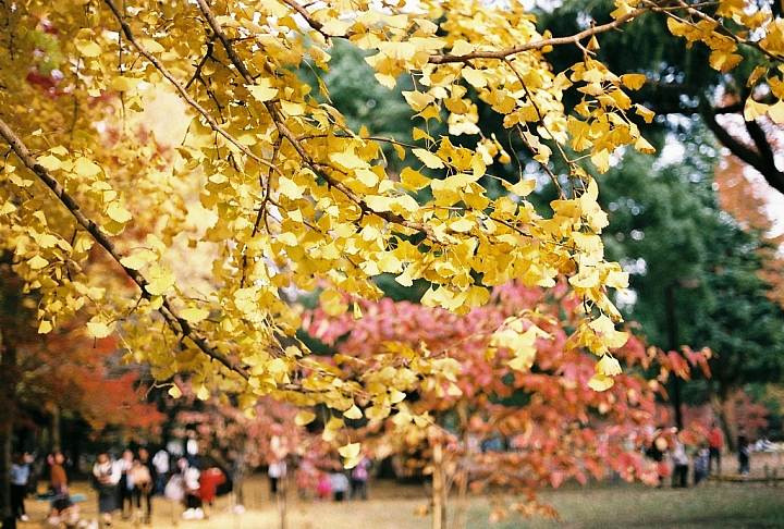 帶著底片去旅行-楓東京