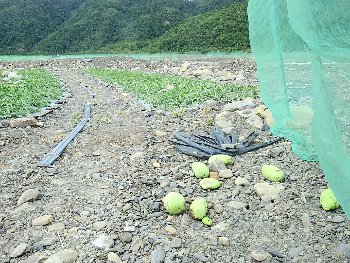 知道西瓜怎麼長大嗎？它們都是獨生子女。