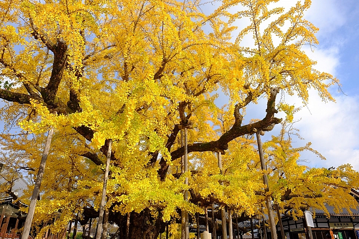 2016 京都賞楓 XE2+16mm 1.4 & XE1+55-200mm