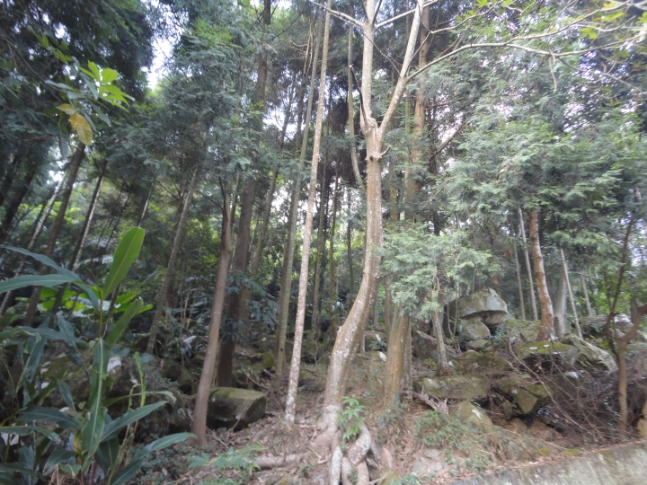 「神鵝瞎旅」(下)之 集集大山 老頭 〝踏去當〞。