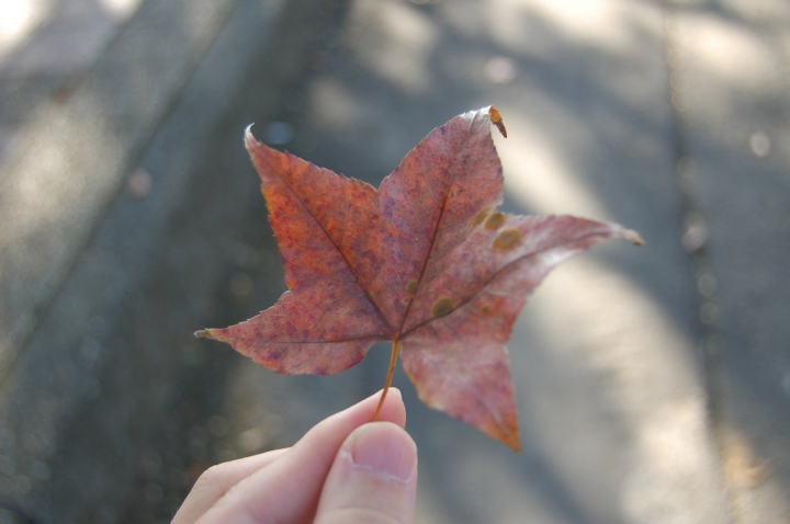 石門楓紅很差
