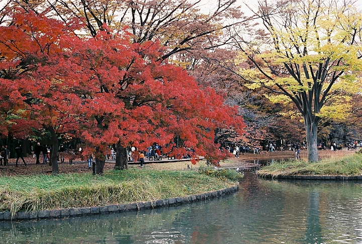帶著底片去旅行-楓東京