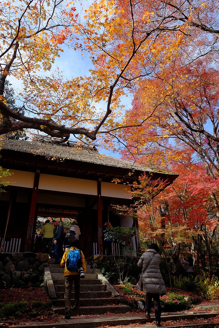 2016 京都賞楓 XE2+16mm 1.4 & XE1+55-200mm
