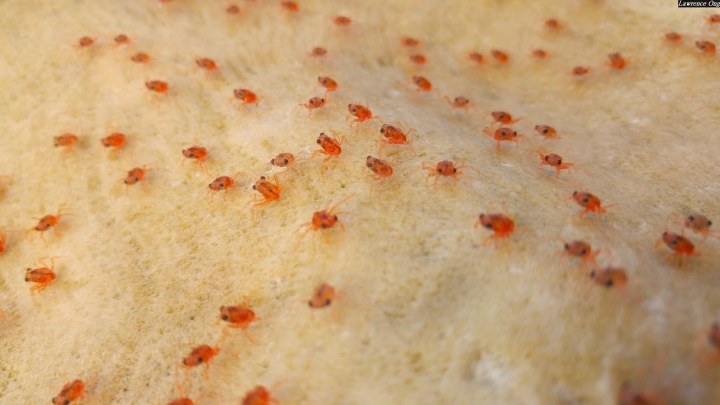 (第86批圖) LG G4 &G5&V10&v20 日夜拍研究團 精選作品2016.12.21