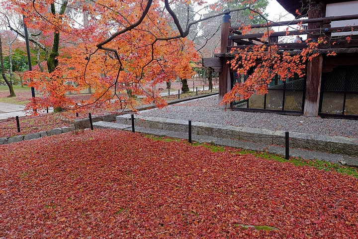 2016 京都賞楓 XE2+16mm 1.4 & XE1+55-200mm