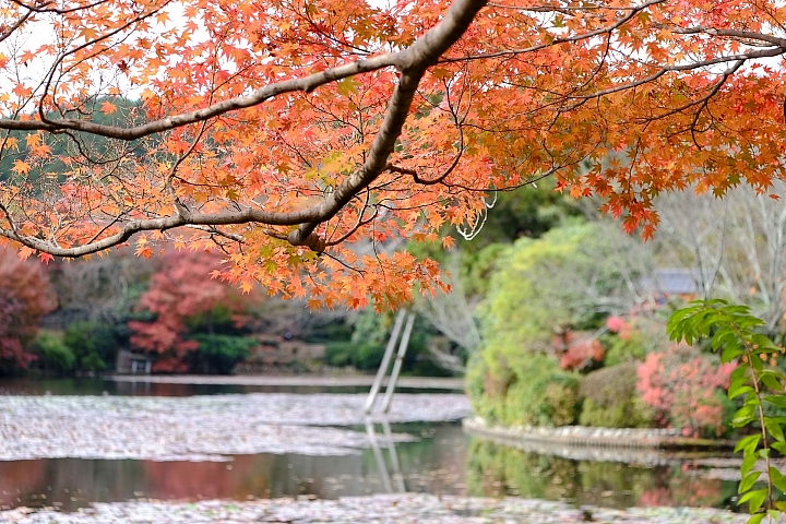 2016 京都賞楓 XE2+16mm 1.4 & XE1+55-200mm