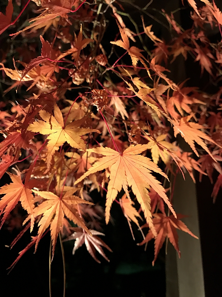 老機A7S清水寺夜楓試拍