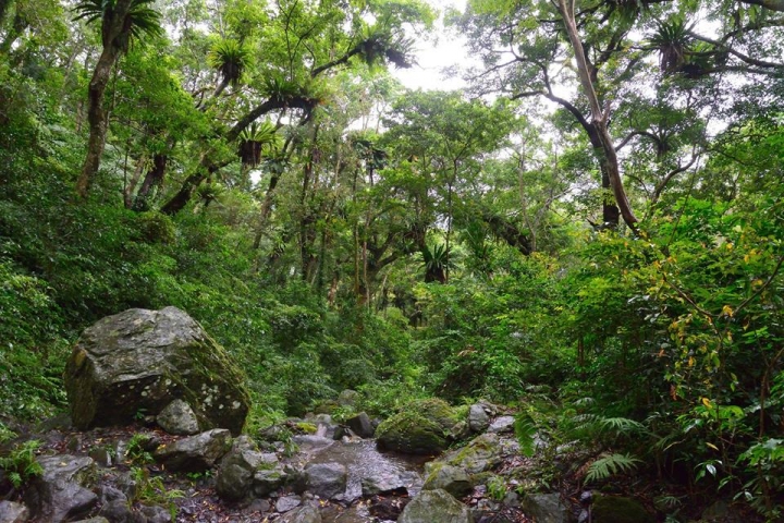 賽德克巴萊拍攝場景 桃山部落雪山坑山蘇林 陷阱製作 入山祈福