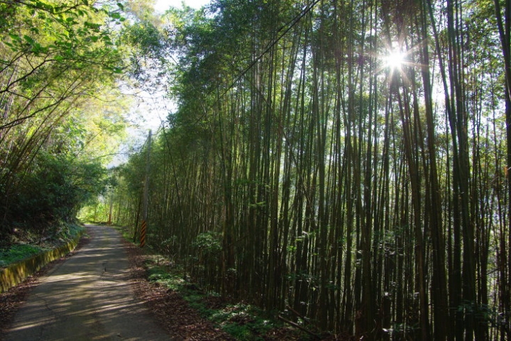 羅山林道