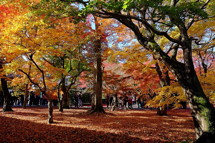 2016 京都賞楓 XE2+16mm 1.4 & XE1+55-200mm