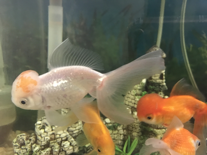 「金魚」小紅帽顏色問題