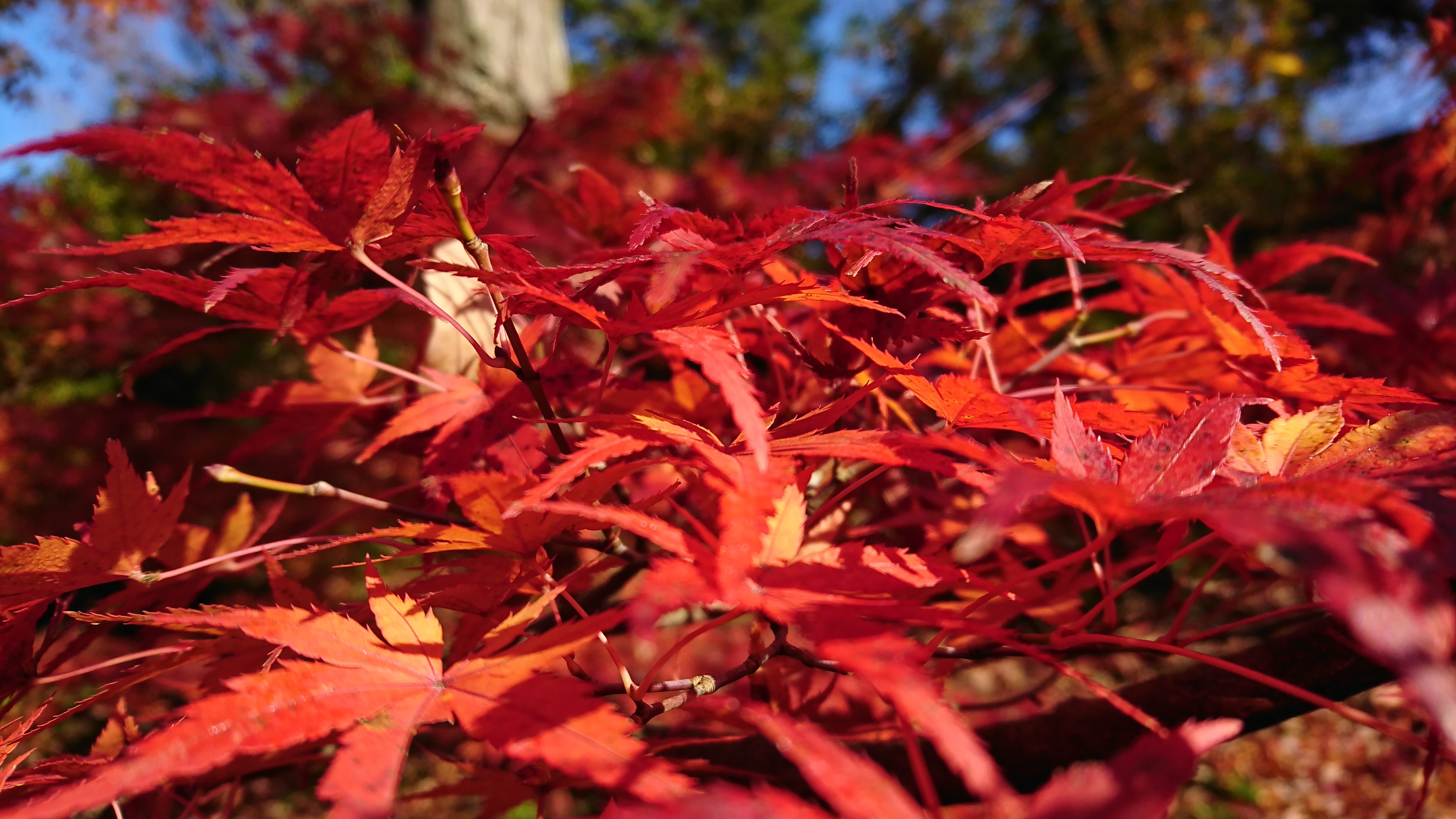 Sony Xperia XZ 隨手拍照都是作品！