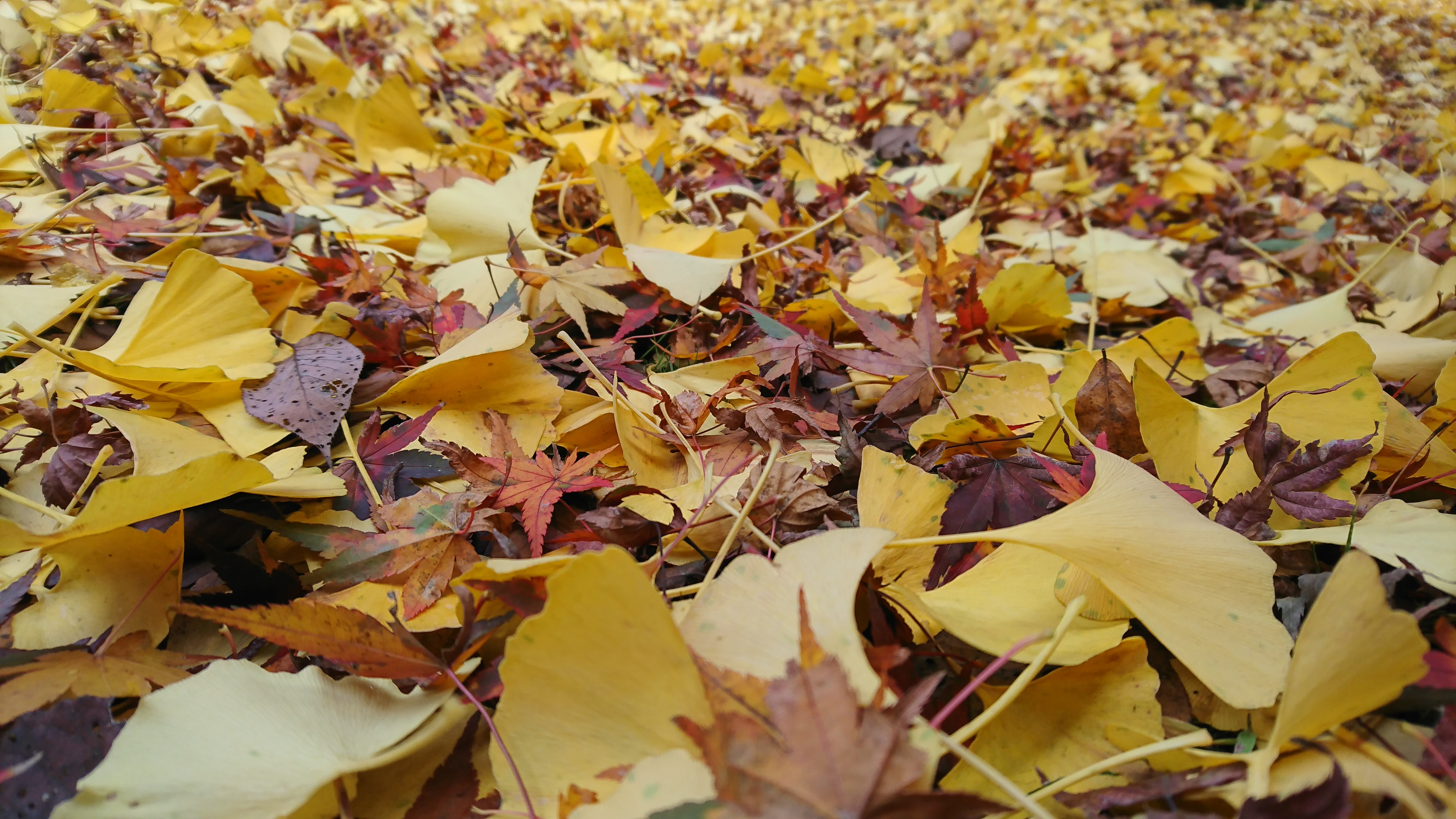 Sony Xperia XZ 隨手拍照都是作品！