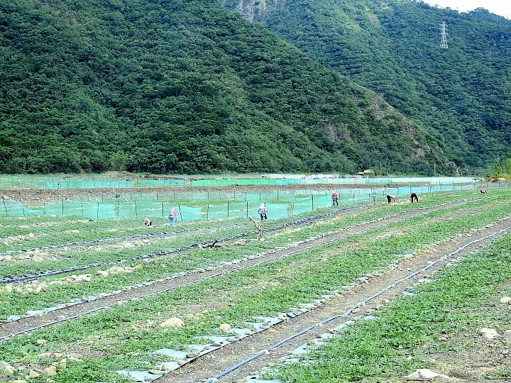 知道西瓜怎麼長大嗎？它們都是獨生子女。
