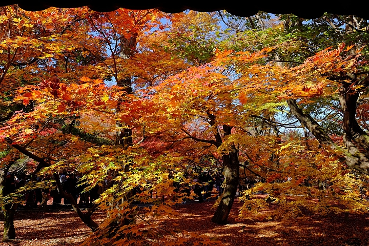 2016 京都賞楓 XE2+16mm 1.4 & XE1+55-200mm