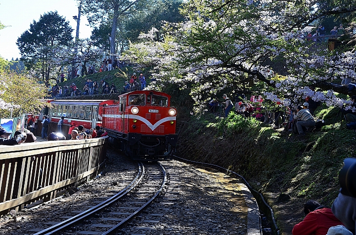 Nikon P900の阿里山慈雲寺的楓葉與銀杏