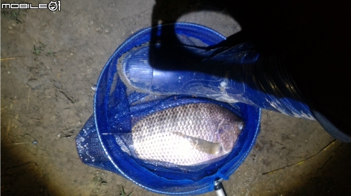 休假夜釣二天都有安慰獎