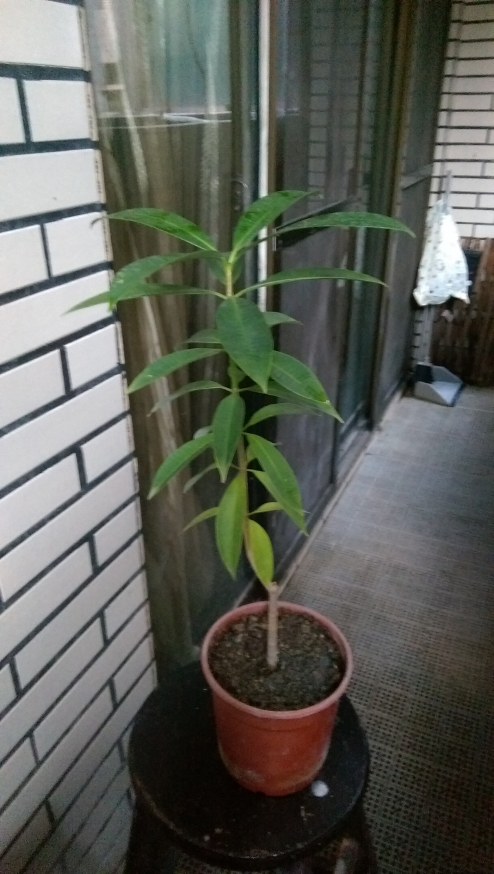 不知名的植物，有高手可以解答嗎！