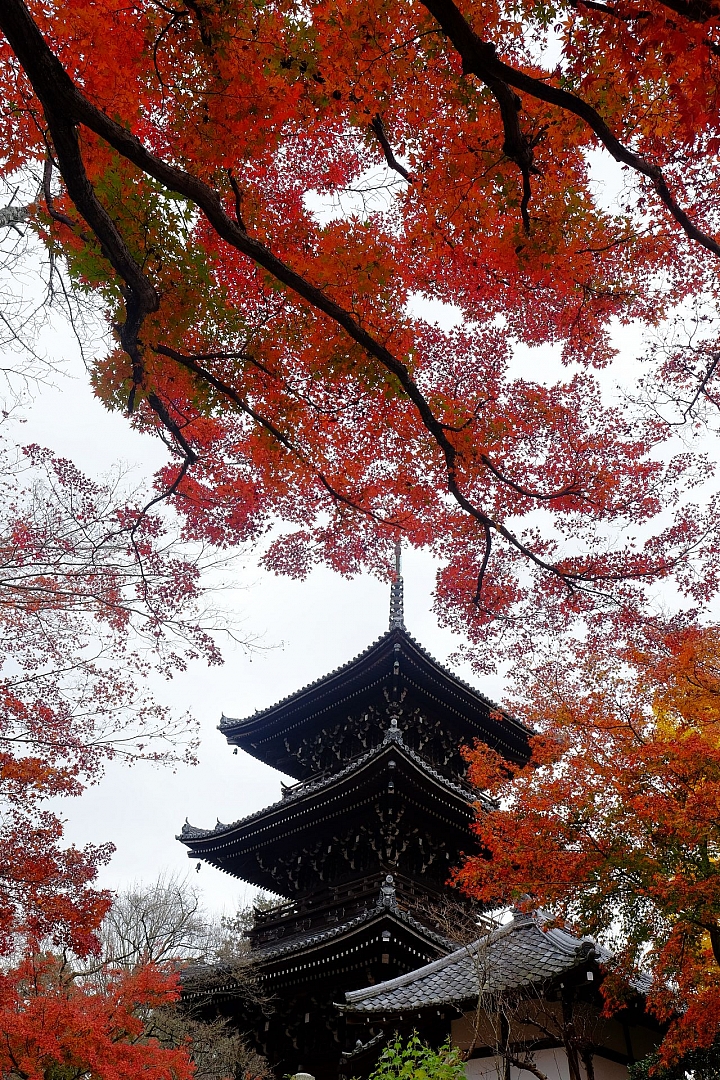 2016 京都賞楓 XE2+16mm 1.4 & XE1+55-200mm